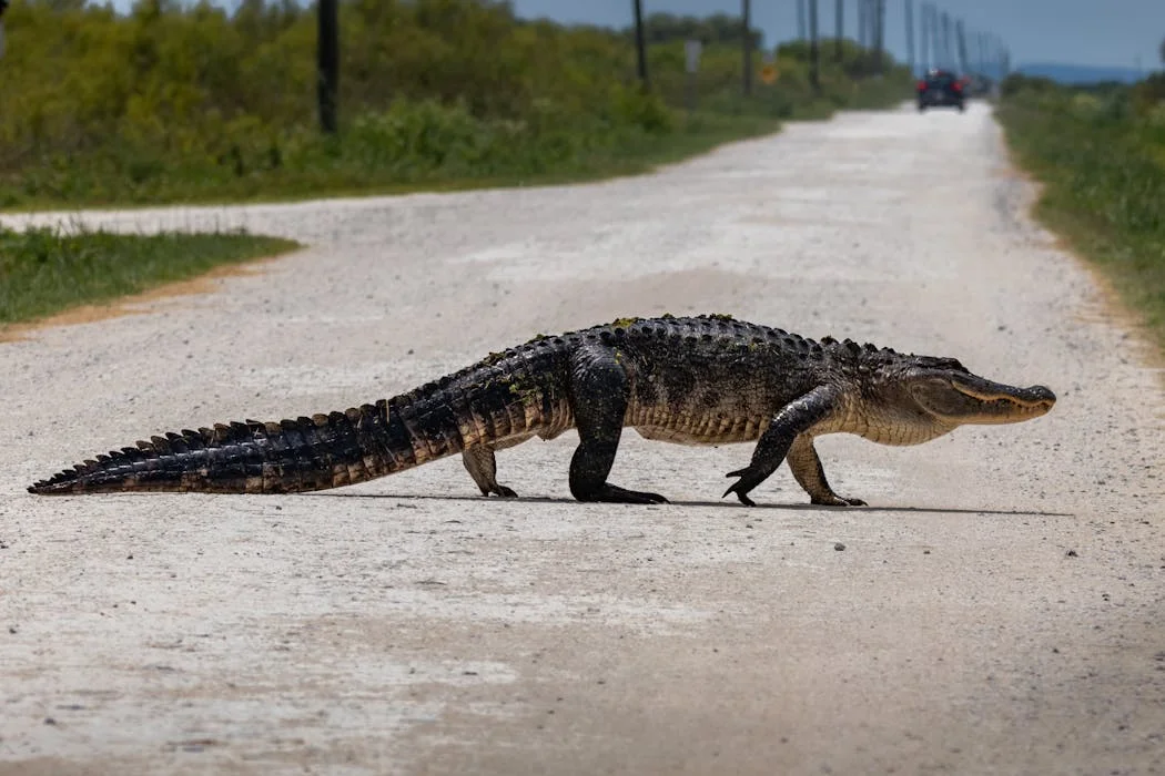 How Florida's New Mapping Technology Is Helping Planners Preserve Wildlife Corridors Amid Rapid Growth
