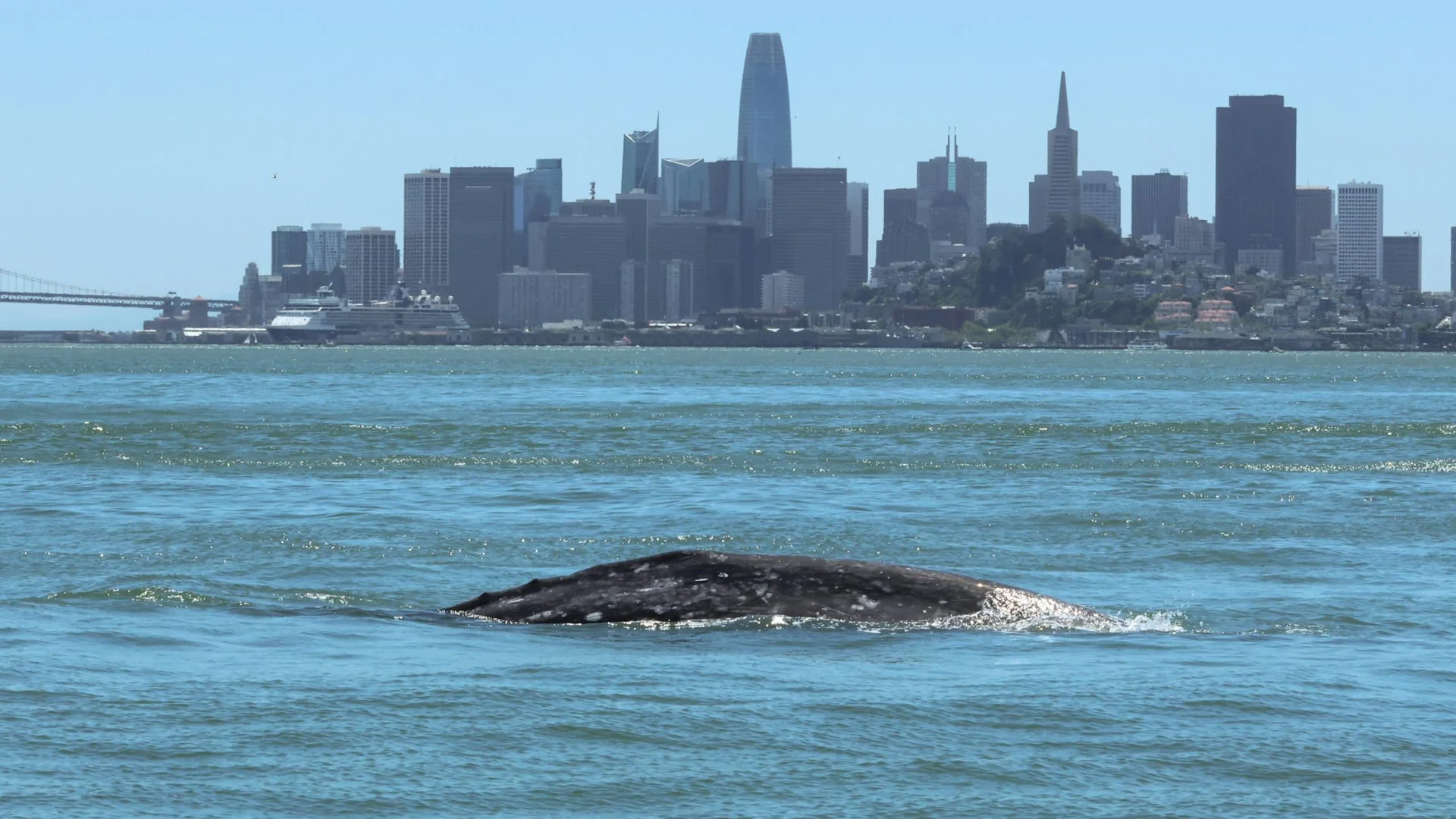 A whale in the bay with San Francisco's skyline behind it.