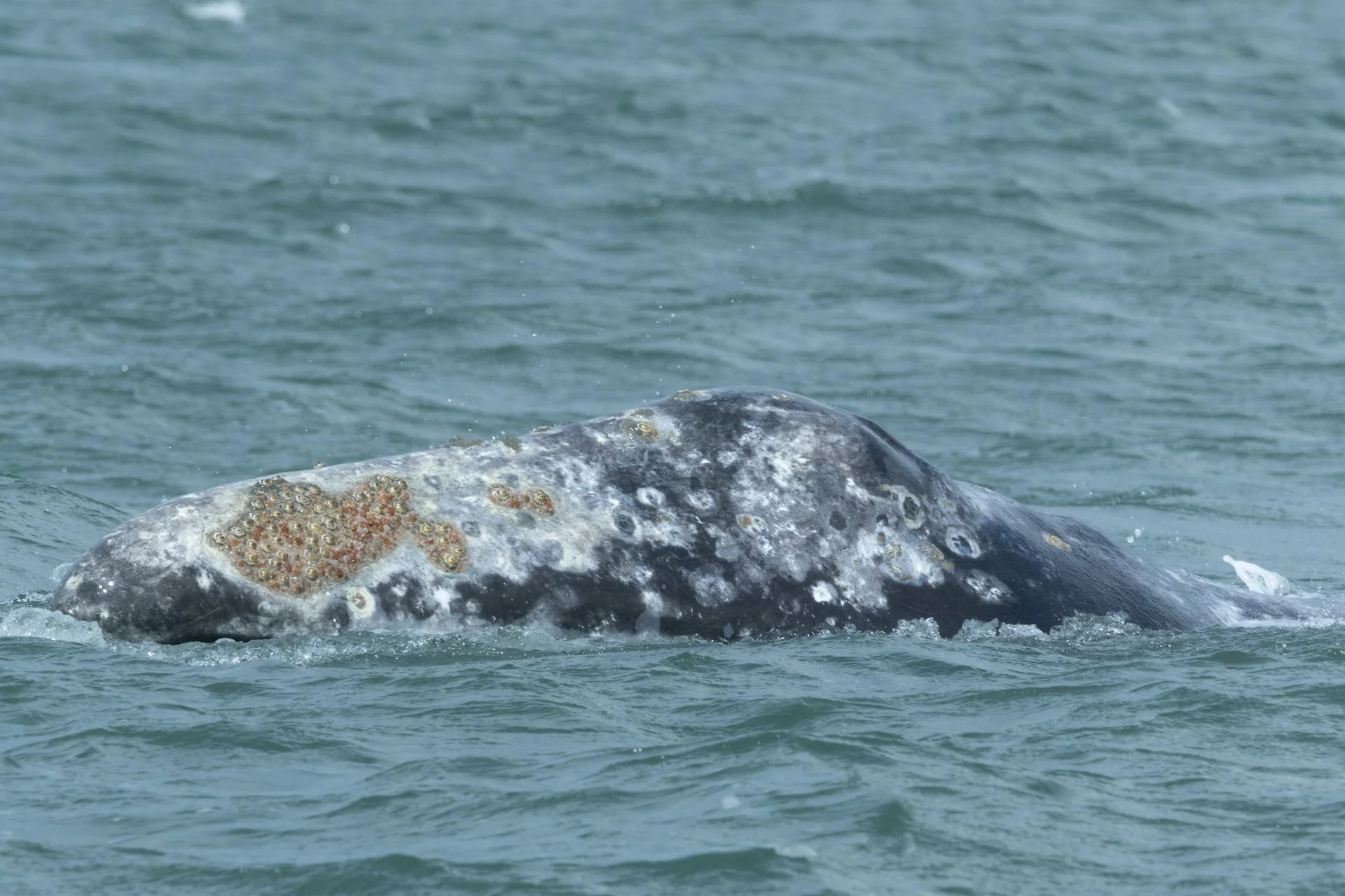A whale lifts its rostrum above the water.