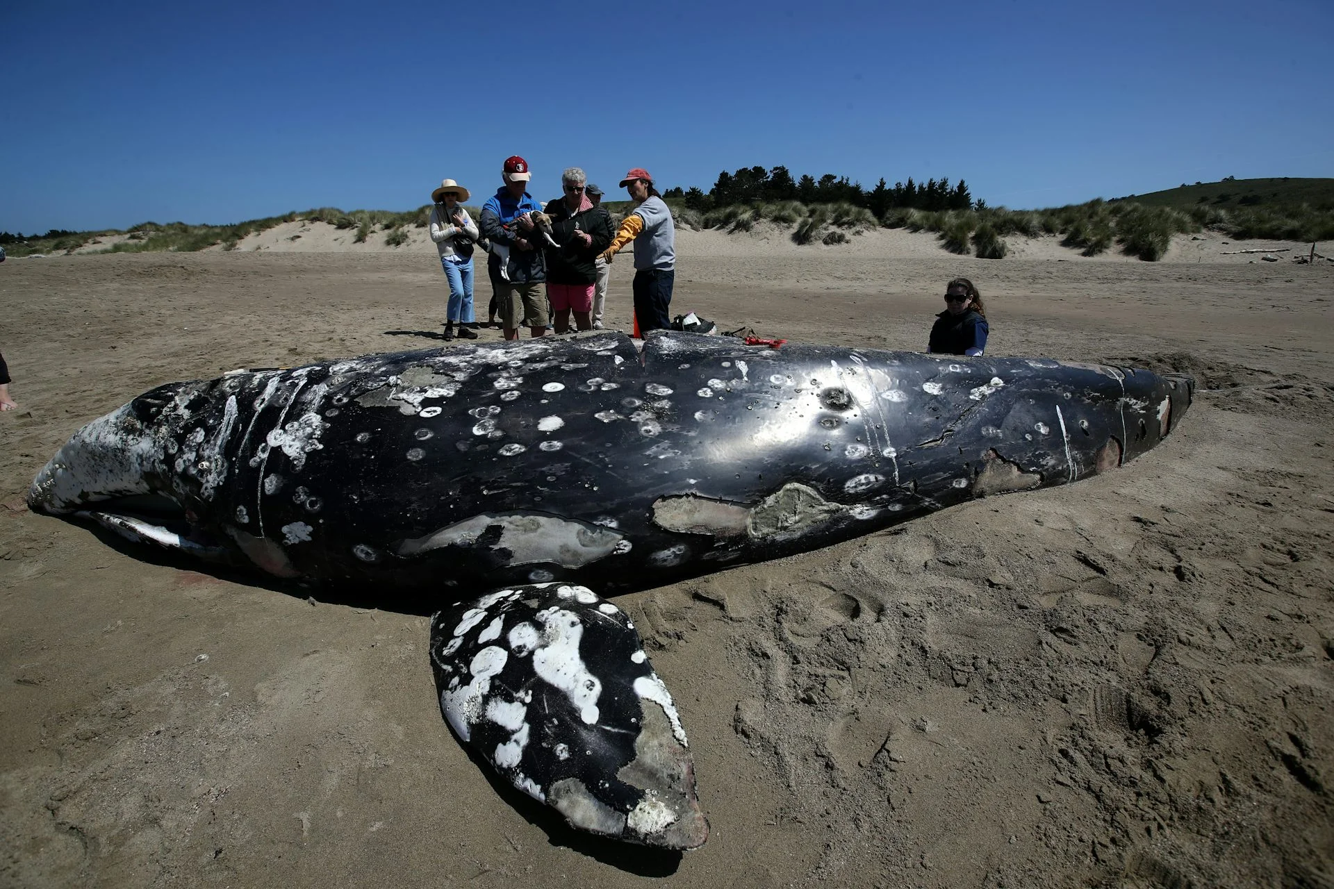 A large young whale with mottled skin lies on a beach with people standing near by.
