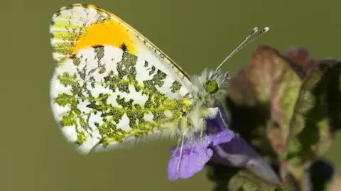 Iain H Leach Orange tip butterfly. Its wings are white with black and yellow speckles and a large orange coloured area near the wing tip. 