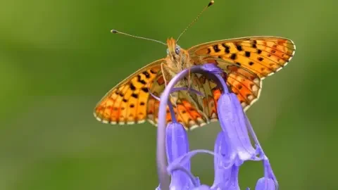 Bob Eade A pearl-bordered fritillary, a striking orange-and-black butterfly and a purple flower against a green background
