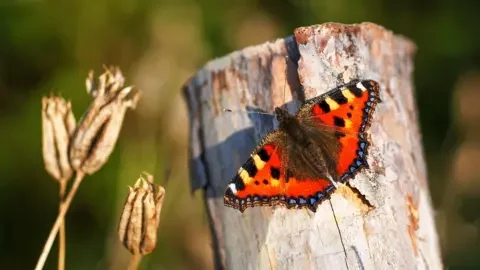 Gilles San Martin Small tortoiseshell butterfly with bright red wings, black spots and blue around the edge of the wings