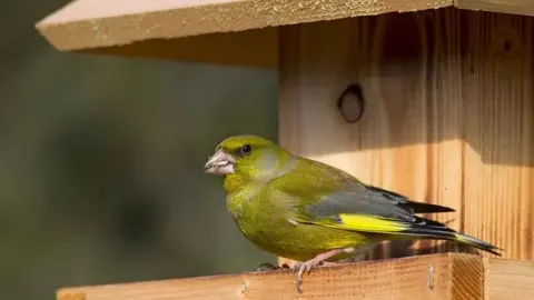 Arterra/Universal Images Group via Getty Images European greenfinch (Chloris chloris / Carduelis chloris) eating seed at garden bird feeder