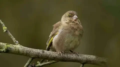 Ben Andrew / RSPB Small  grey brown bird with green wing feathers sitting on a branch with straggly and fluffy feathers around chest and face