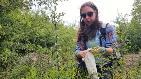 The National Botanical Garden of Wales Ellyn kneels among dense green vegetation, holding an open cloth bag while carefully collecting seeds or plant material from the surrounding plants. Hedgerows and shrubs surround her. She has long dark hair and wears sunglasses and a blue and red plaid shirt over a blue top. 