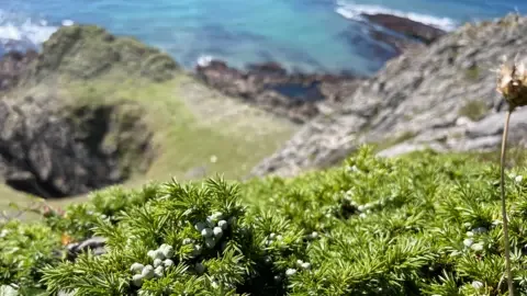 The National Botanical Garden of Wales Close-up of a Juniper shrub with clusters of small pale berries growing among rocky ground. In the background, out of focus, steep cliffs drop towards a turquoise sea, with jagged rocks and waves visible along the shoreline below. The image contrasts the sharp detail of the foreground plants with the soft, blurred view of the dramatic coastline beyond.