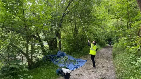 The National Botanical Garden of Wales A person stands outdoors beside a dense, leafy thicket, using a long pole with a cutting or grabbing attachment to reach clusters of dark berries high in the bushes.