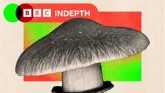 The debate about whether the NHS should use magic mushrooms to treat depression